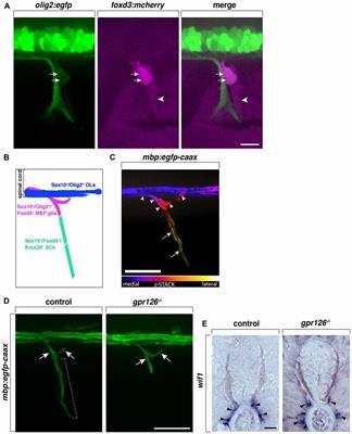 Frontiers | Motor Exit Point (MEP) Glia: Novel Myelinating Glia